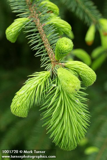 Picea sitchensis