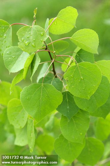 Populus tremuloides