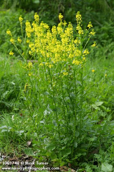 Brassica rapa ssp. campestris (Brassica campestris)