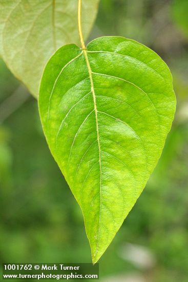 Populus trichocarpa