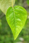 Black Cottonwood foliage detail