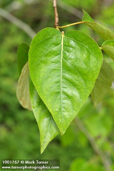 Populus trichocarpa