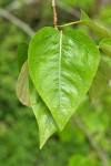 Black Cottonwood foliage