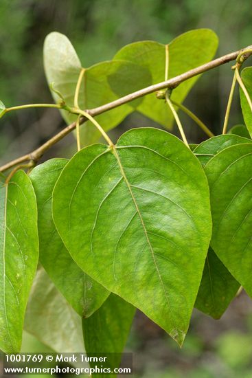 Populus trichocarpa