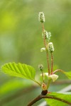 Paper Birch female catkins & foliage detail