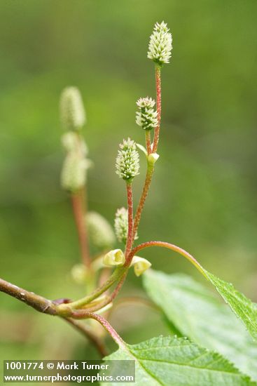 Betula papyrifera