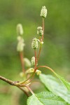 Paper Birch female catkins & foliage detail