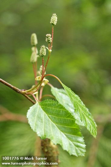 Betula papyrifera