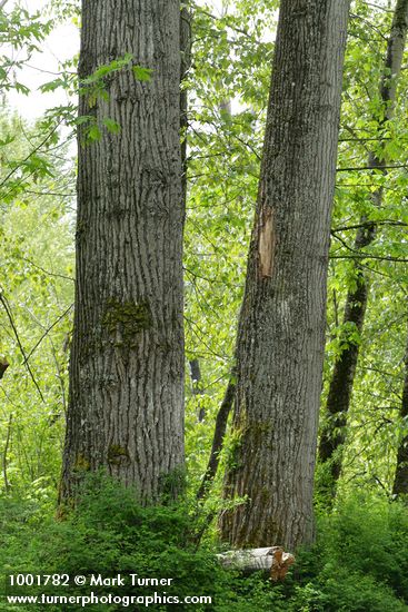 Populus trichocarpa