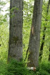 Black Cottonwood trunks