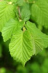 Hazelnut (Common Filbert) foliage