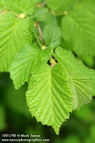 Corylus avellana