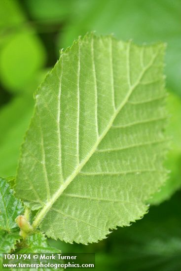 Corylus avellana