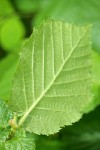 Hazelnut (Common Filbert) foliage underside detail