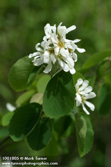 Amelanchier alnifolia