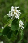 Serviceberry blossoms & foliage detail