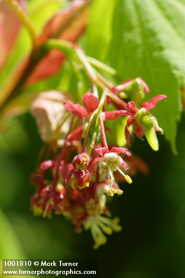 Acer circinatum