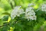 English Hawthorn blossoms & foliage