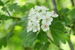 English Hawthorn blossoms & foliage