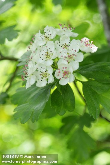 Crataegus monogyna