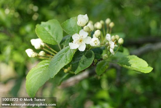 Malus fusca