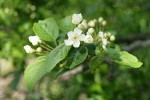 Pacific Crabapple blossoms & foliage