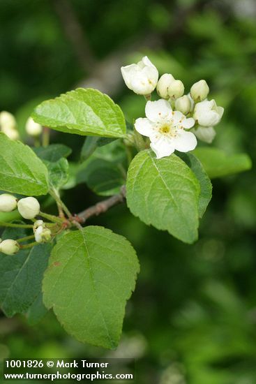 Malus fusca