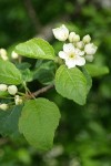 Pacific Crabapple blossoms & foliage