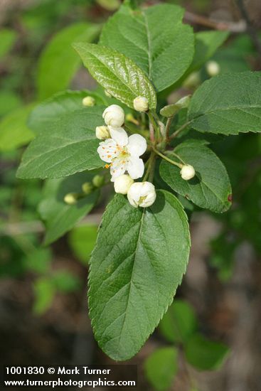 Malus fusca