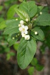 Pacific Crabapple blossoms & foliage