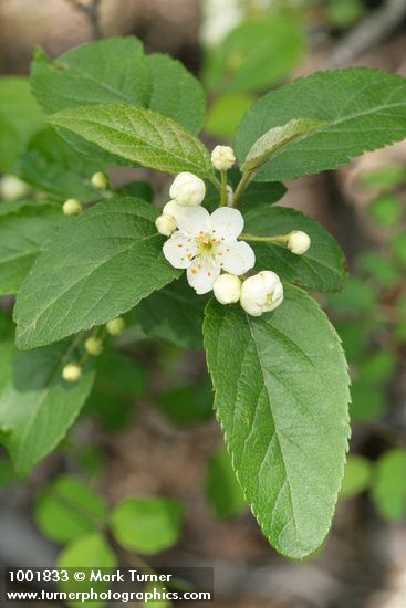 Malus fusca