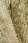 Pacific Crabapple bark