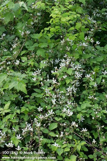 Rubus ursinus