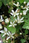 Trailing Blackberry blossoms & foliage