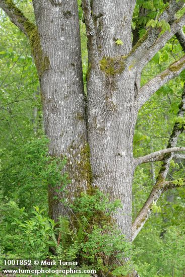 Acer macrophyllum