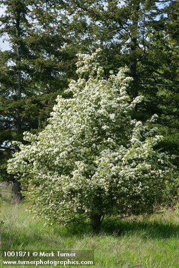 Crataegus monogyna