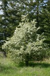 English Hawthorn