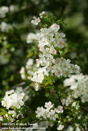 Crataegus monogyna