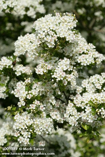 Crataegus monogyna