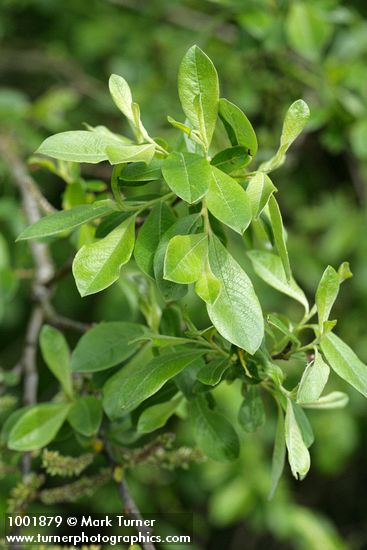 Salix sitchensis