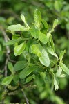 Sitka Willow foliage