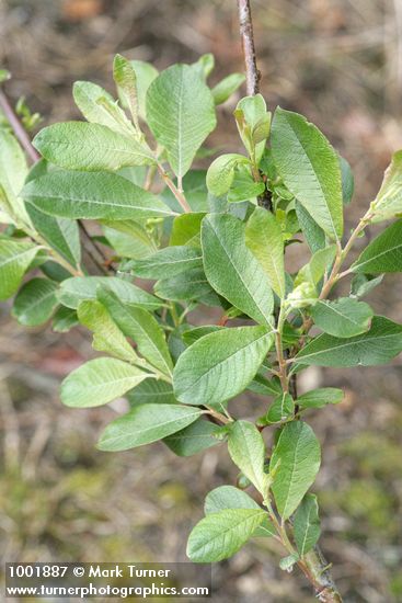 Salix sitchensis