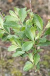 Sitka Willow foliage