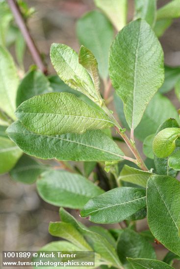 Salix sitchensis