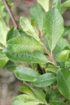 Sitka Willow foliage detail