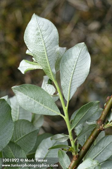 Salix sitchensis