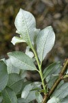 Sitka Willow foliage underside detail