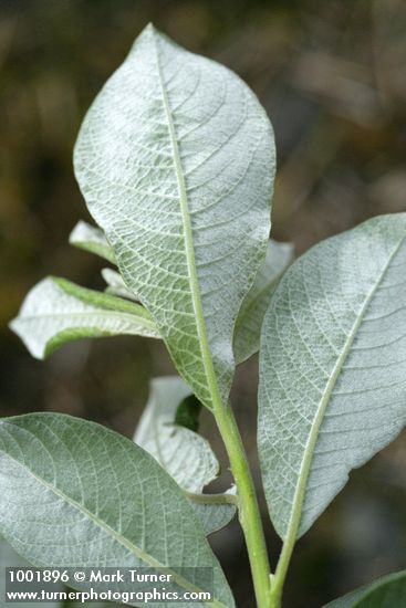 Salix sitchensis