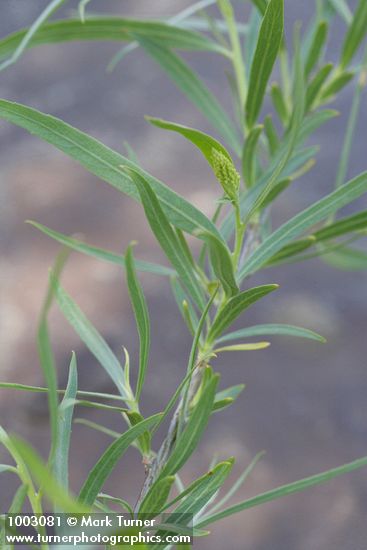 Salix exigua