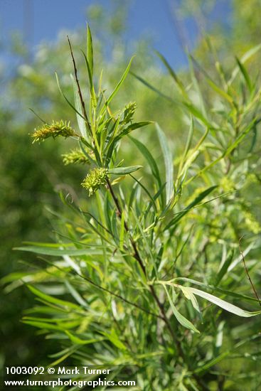 Salix exigua